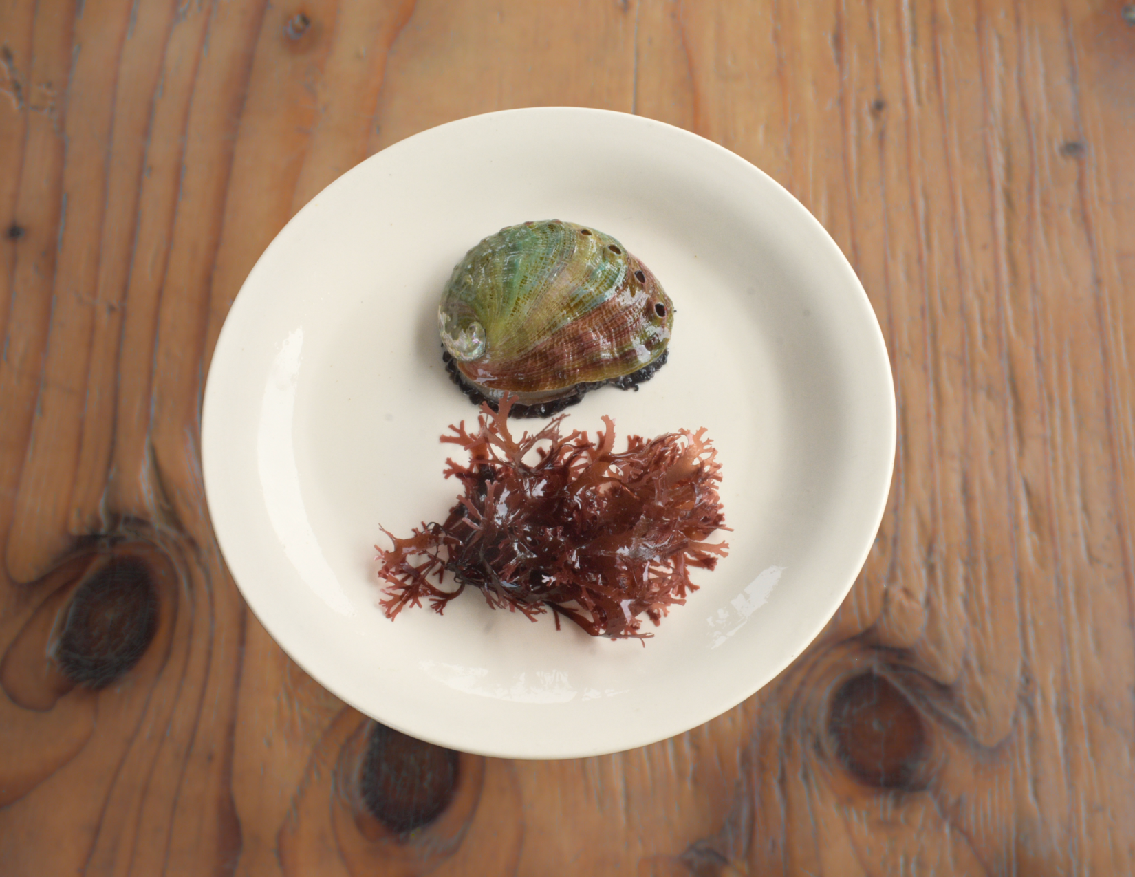 Balthazar Abalone | The Cultured Abalone Farm